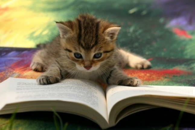 kitty-reading-a-book