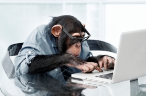 monkey-productivity